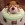 English Bulldog Birthday Cake